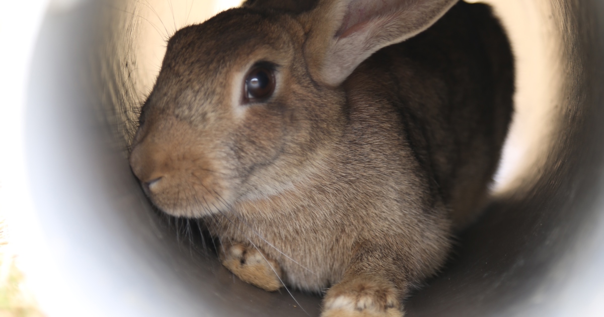 Who is the rabbit? - INFOGRAPHIC