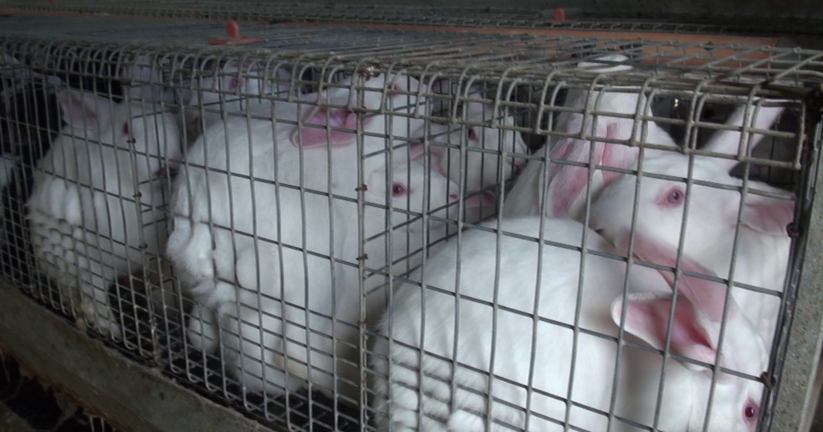 Rabbit Meat Production in the EU