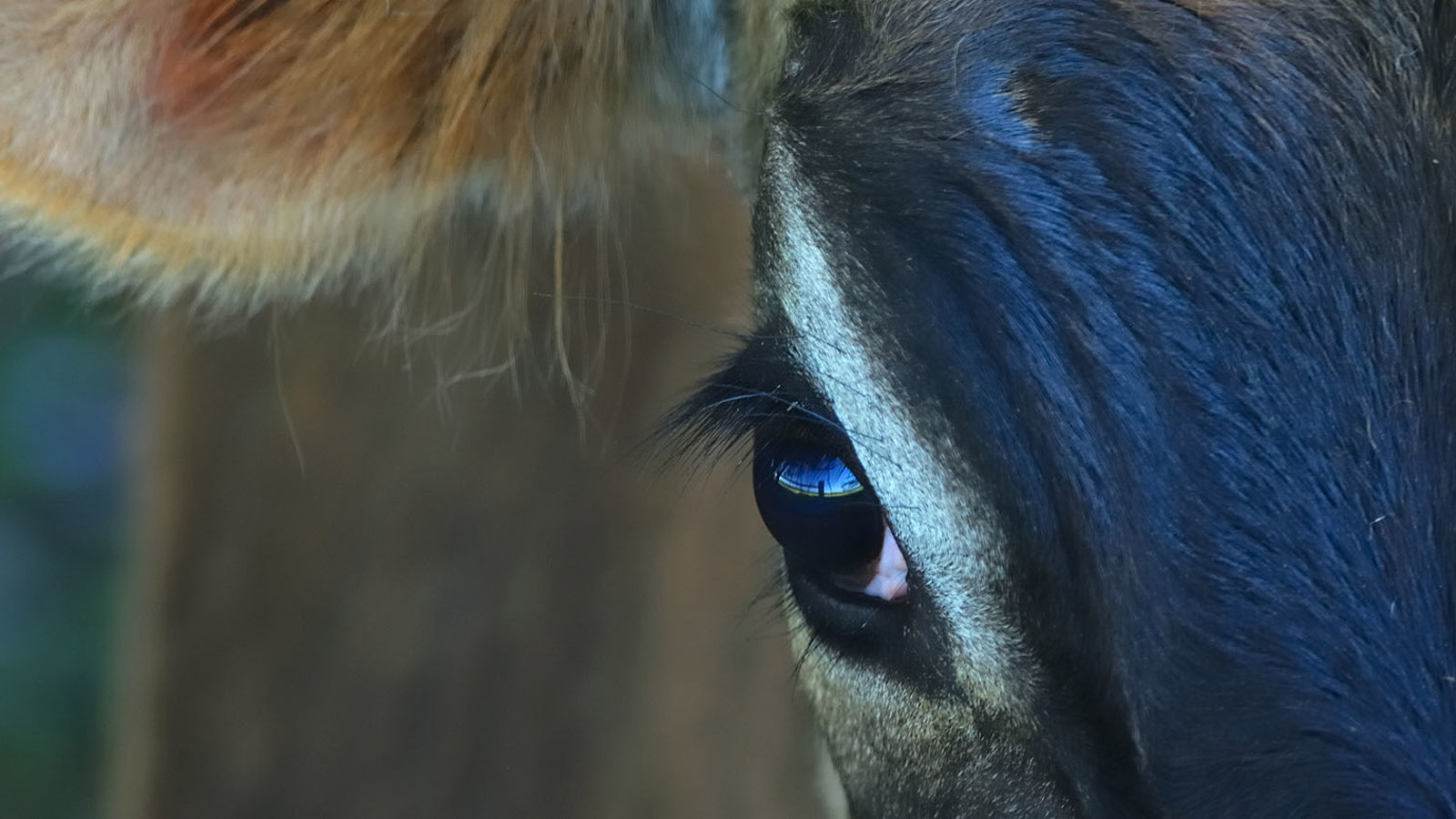 Dairy Cows: Welfare, Farming Issues & Solutions