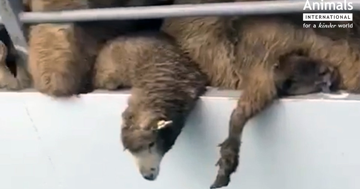 Sinking Sheep Over 14,000 sheep die in live transport disaster