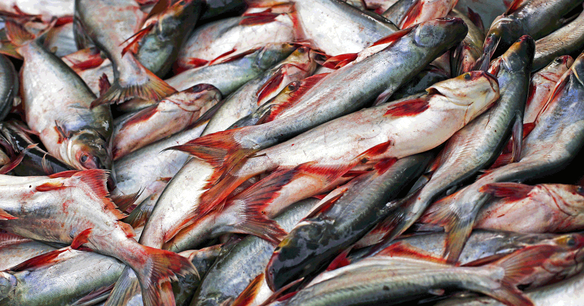 Panash Fish Pangasius (Shark Catfish): Origins, Behaviour & Global Aquaculture