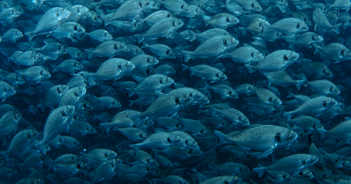 Sea Bass & Sea Bream: Mediterranean Icons & Aquaculture Insights