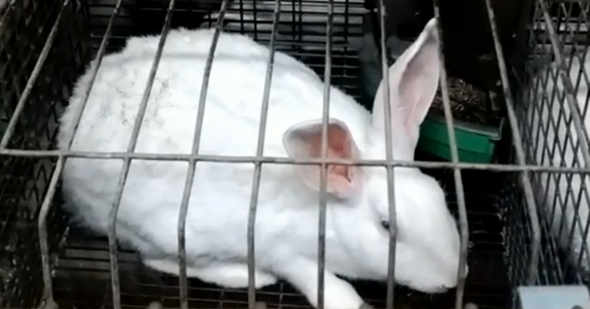 Investigation ahead of Easter exposes cruelty in rabbit farming