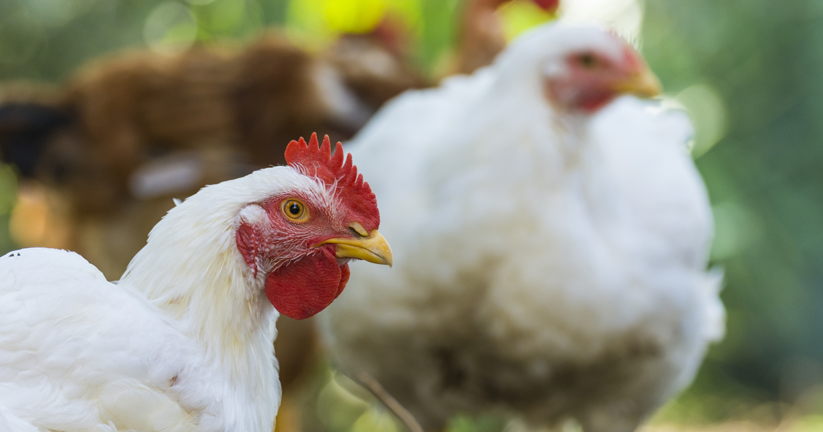 Polli allevati per la loro carne
