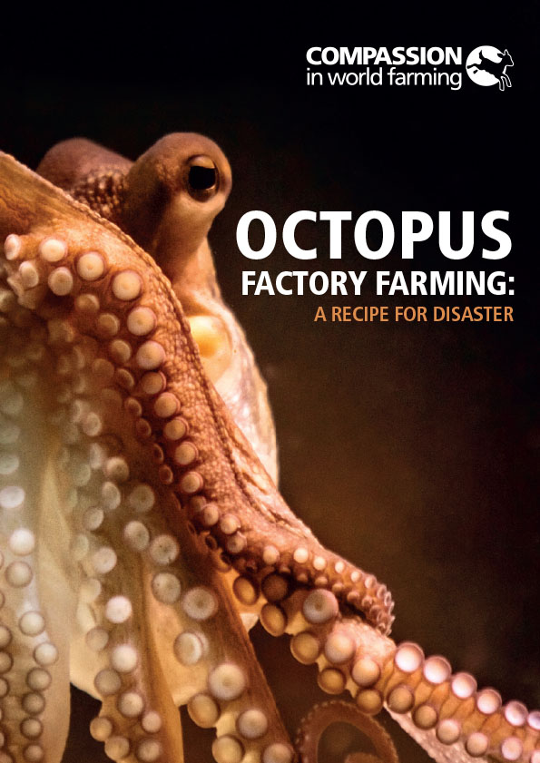 Octopus Factory Farming: A Recipe For Disaster | Compassion In World ...