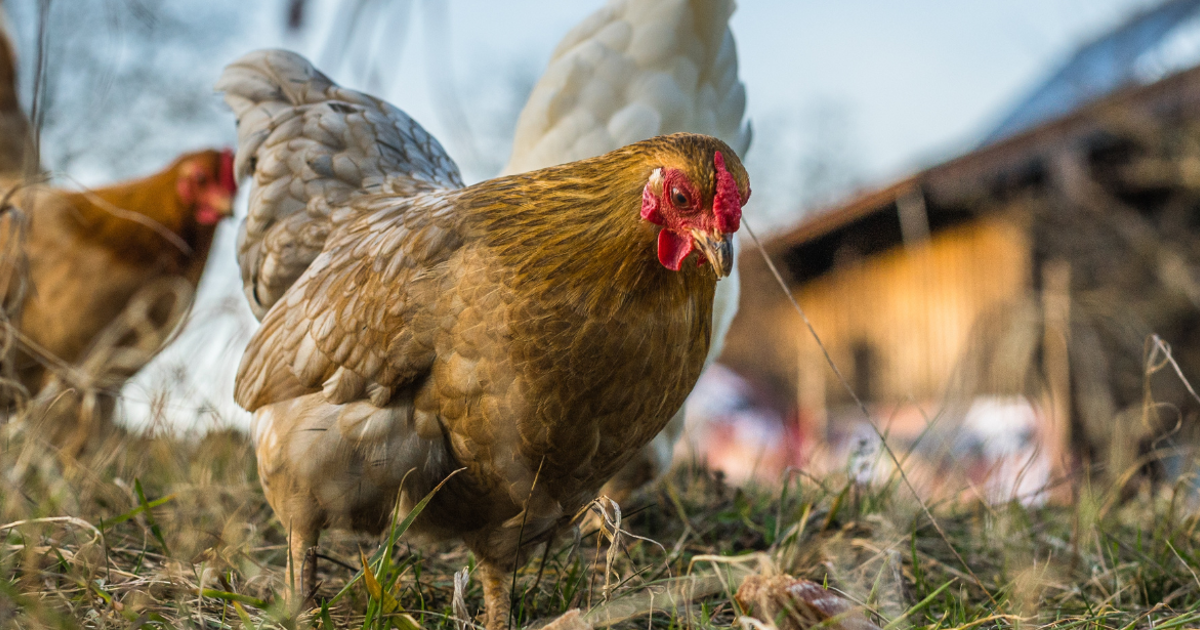 USDA Announces Effort to Strengthen Animal Raising Label Claims