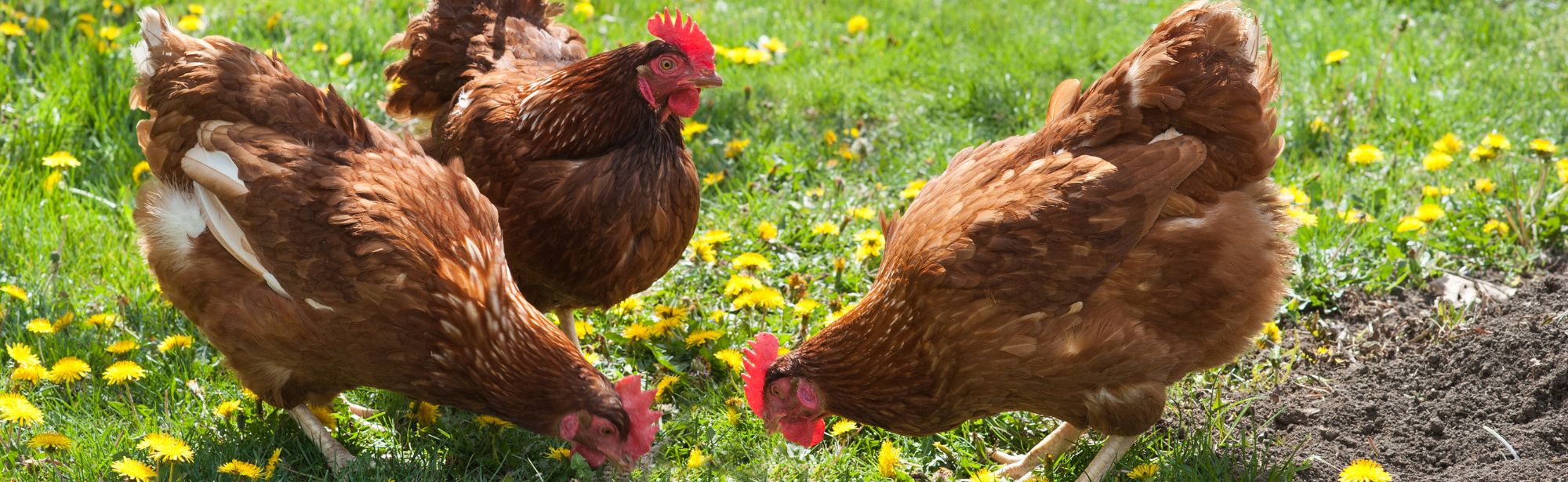 egg-laying-hen-page-header.jpg