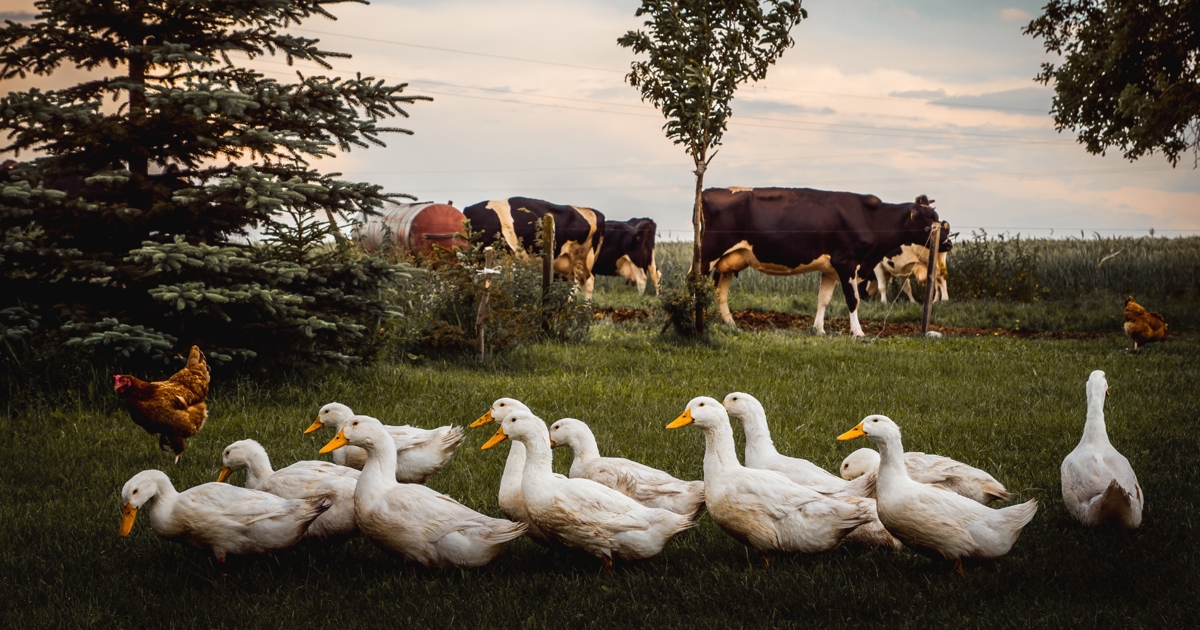 Dairy cows must not be tied in stalls and ducks and geese must not be ...