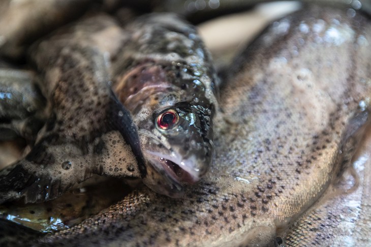 Trout suffocating out of water