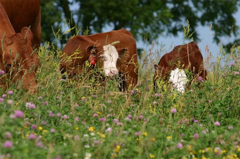 How to upload a Web News or Press Release