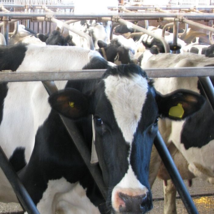 a black and white cow looking through bars