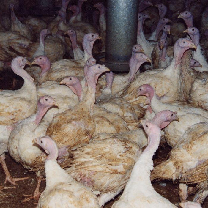 turkeys crowded together in a barn with feather loss and covered in dirt