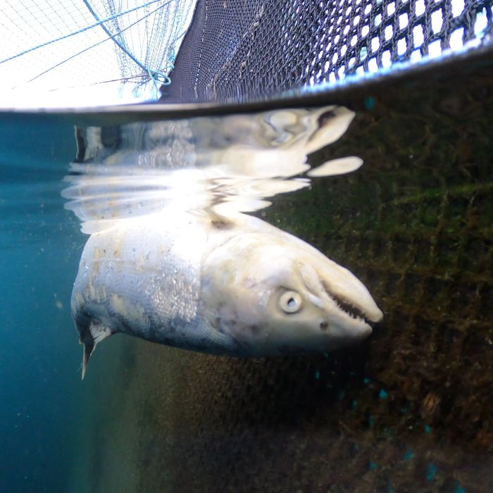 a dead factory farmed fish floating in the water