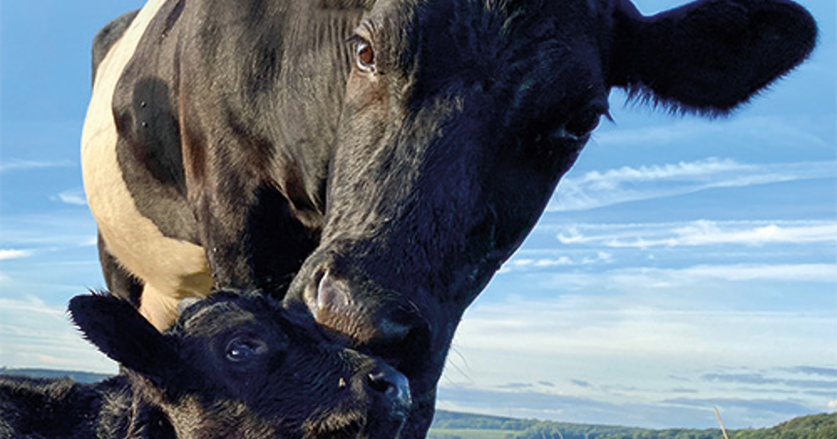 Podsumowanie działań i sukcesów 2025 - Compassion in World Farming Polska